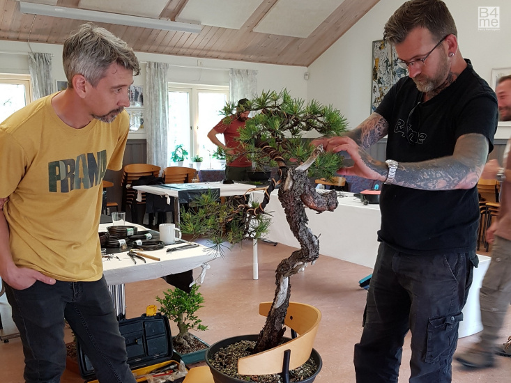 scots pine yamadori bonsai